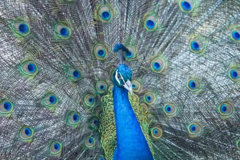 Peacock showing Stock Photos