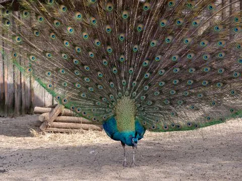 Peacock is showing off Stock Photos
