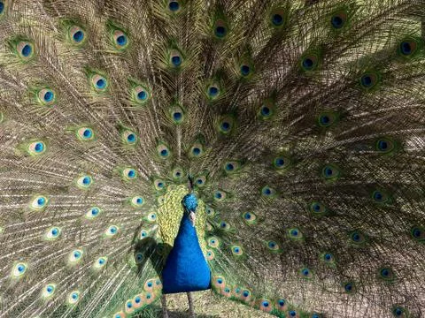 Peacock showing off Stock Photos