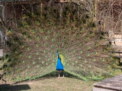 Peacock showing off Stock-Fotos