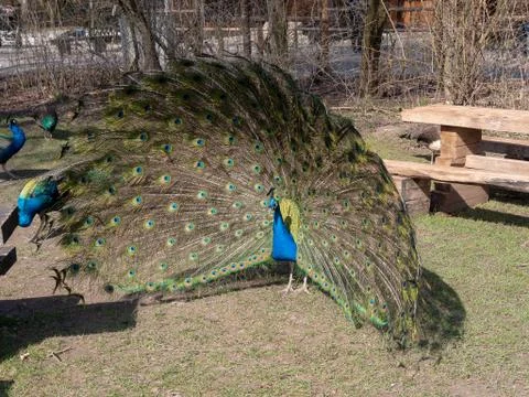 Peacock showing off Stock Photos