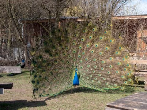 Peacock showing off Foto stock