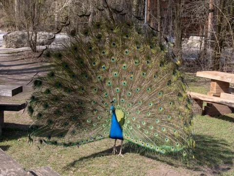 Peacock showing off Stock-Fotos