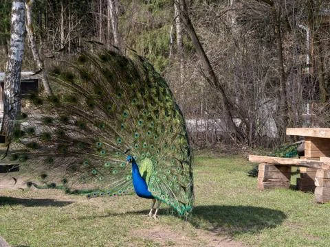 Peacock showing off, sideview Foto stock