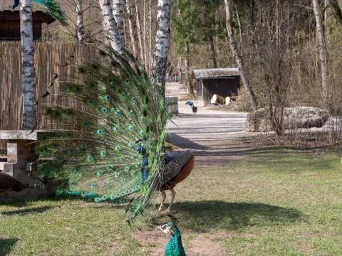 Peacock showing off, sideview Stock Photos