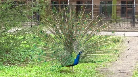 Peacock showing tail Vidéo 49525035
