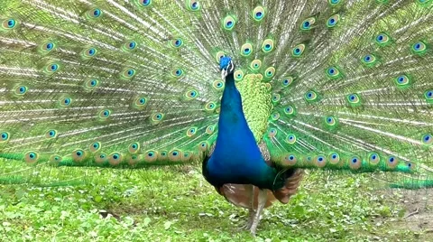 Peacock showing tail Stock-Footage 49525141