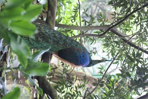 Peacock shown in side view amid leaves and branches with vivid blue and green Stock Photos