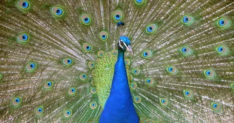 Peacock shows with a full set of feathers Video stock 134902110