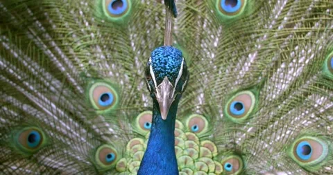 Peacock shows with a full set of feathers Stock Footage 134902177