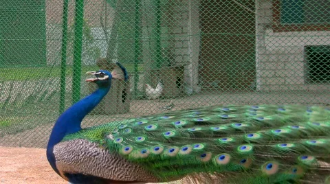 Peacock singing Stock-Footage 444476