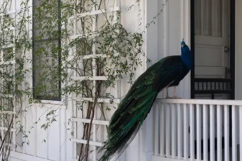 A peacock sits perched on a railing taken on a fujifilm XT-30 Stock Photos