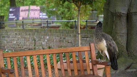 Peacock sitting on the bench. Video stock 82446409