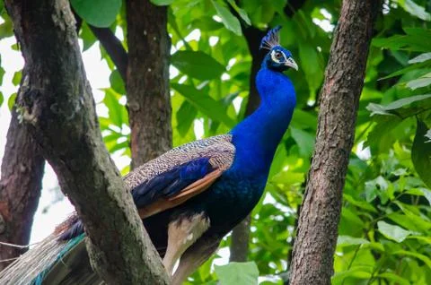 Peacock sitting on a branch of a tree Stock Photos