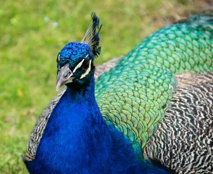 A Peacock sitting down on grass Stock Photos