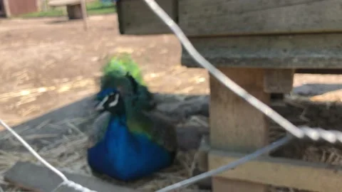 PEACOCK SITTING Stock Footage 135019794