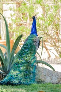 Peacock sitting in the forest Foto stock