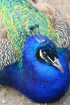 Peacock Sitting Stock Photos