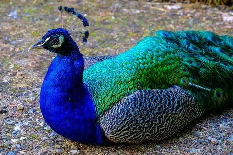 Peacock sitting 库存照片