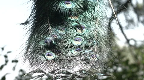 Peacock Sitting in a Pine Tree Stock Footage 52196629