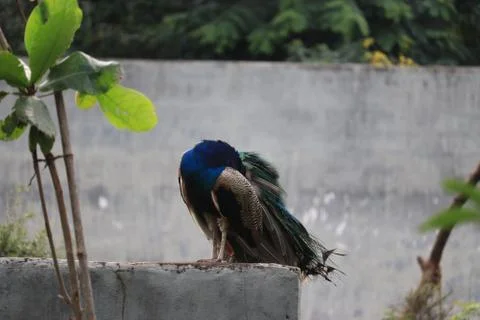 A peacock sitting on a rock Stock Photos