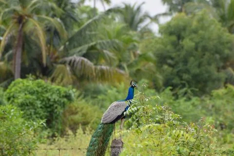 A peacock is sitting on a stone Stock Photos