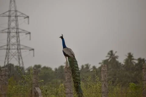 A peacock is sitting on a stone Stock Photos