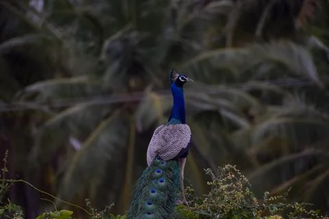 A peacock is sitting on a stone Stock Photos