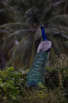 A peacock is sitting on a stone Stock Photos