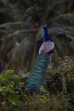 A peacock is sitting on a stone Stock Photos