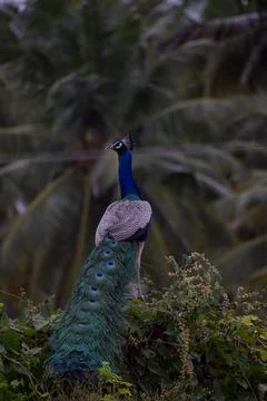 A peacock is sitting on a stone Stock Photos