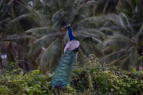 A peacock is sitting on a stone Stock Photos