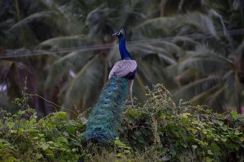 A peacock is sitting on a stone Stock Photos