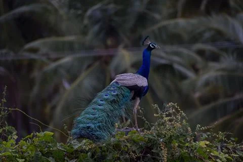 A peacock is sitting on a stone Stock Photos