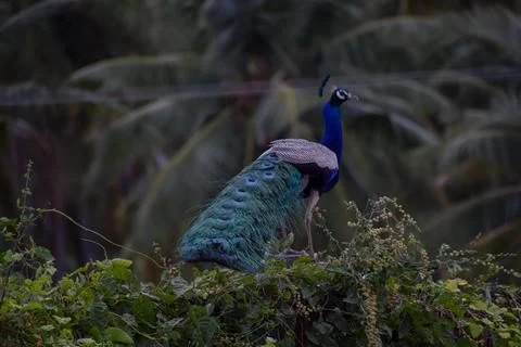 A peacock is sitting on a stone Stock Photos