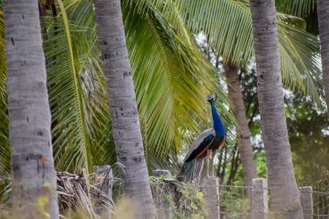 A peacock is sitting on a stone Stock Photos