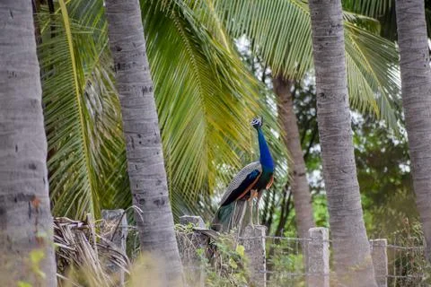 A peacock is sitting on a stone Stock Photos