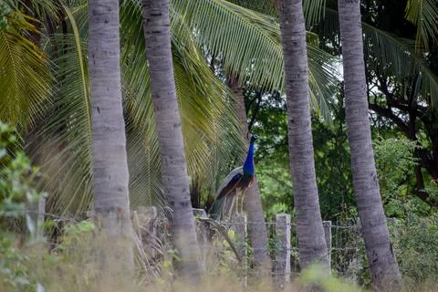A peacock is sitting on a stone Stock Photos