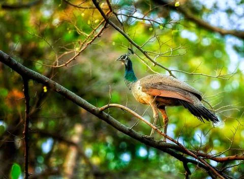 Peacock sitting on tree branch Stock Photos