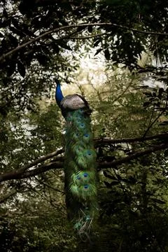 Peacock sitting on a tree Stock Photos