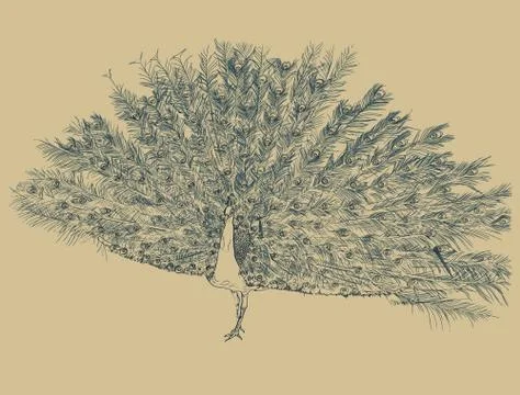 Peacock , sketch vector. Stock Illustration