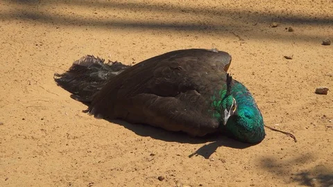 Peacock sleeping on ground, beautiful peacock is green features on neck Stock-Footage 118735968