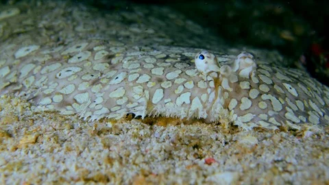 Peacock sole head moving like it is breathing and eyes moving slightly Stock Footage 112454134