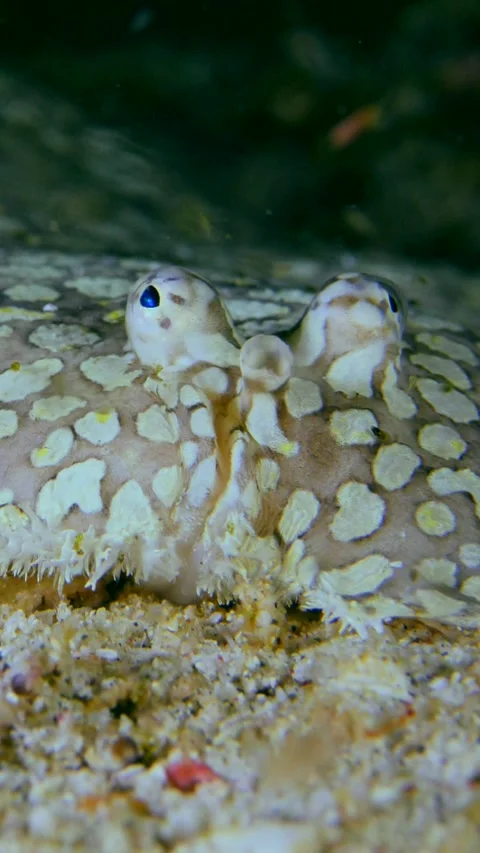 Peacock sole head moving like it's breathing, eyes moving slightly Stock Footage 228829595