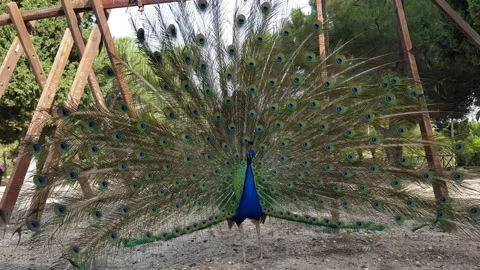 Peacock speading feathers Stock Footage 202214737