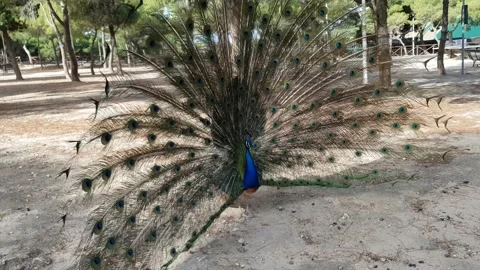 Peacock speading his feathers and running after a peahen Stock Footage 202214756