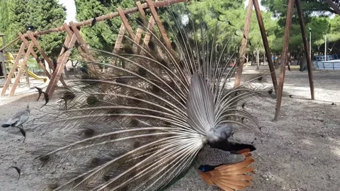 Peacock speading his feathers in front of a peahen Stock Footage 202214755