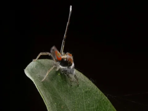 Peacock Spider Mating Display and Dance - Maratus Salticidae. Stock Footage 74418222