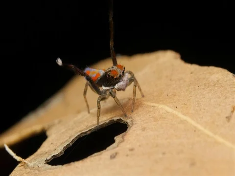 Peacock Spider Mating Display and Dance - Maratus Salticidae. Stock Footage 74419156