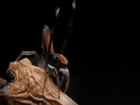 Peacock Spider Mating Display and Dance - Maratus Salticidae. Stock Footage